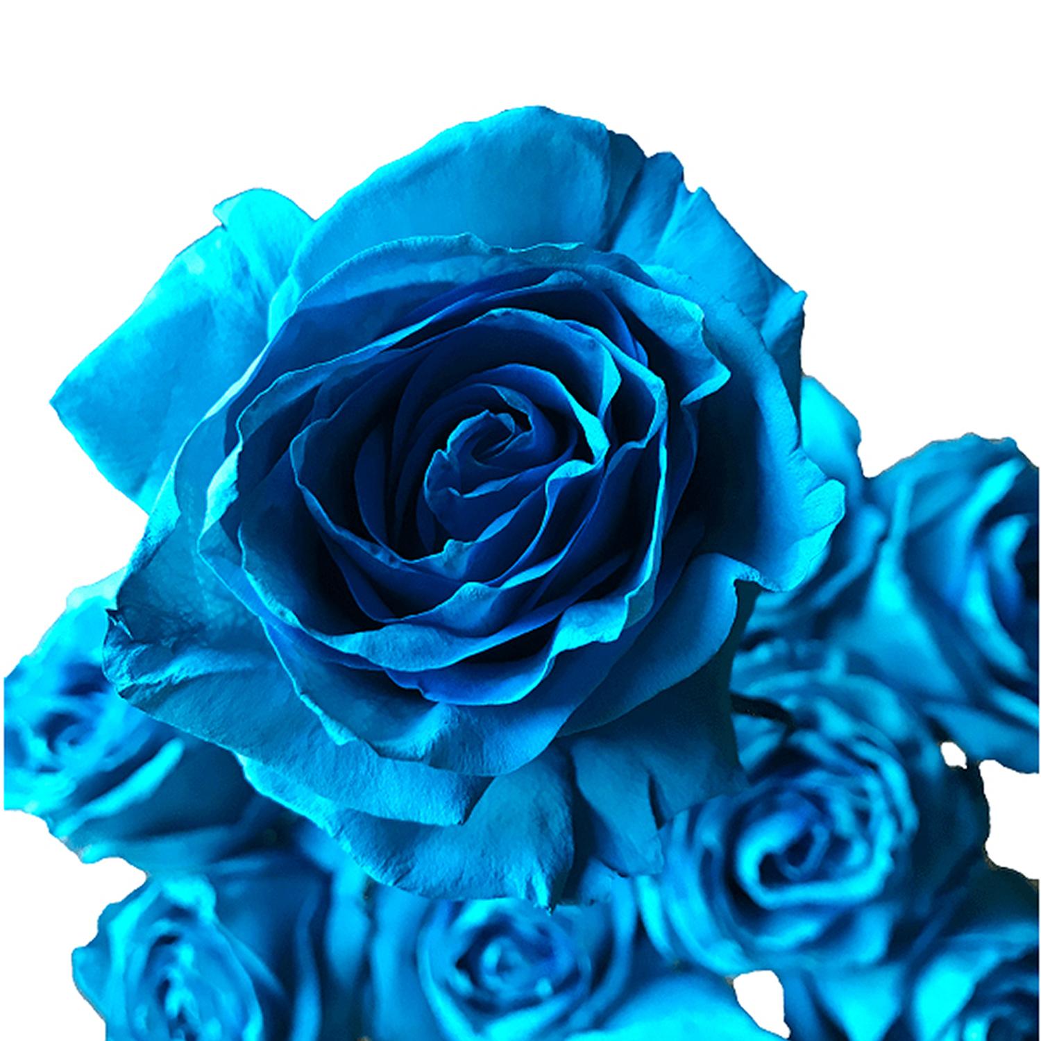 PARADISE LARGE ROSE FLOWER TURQUOISE BLUE