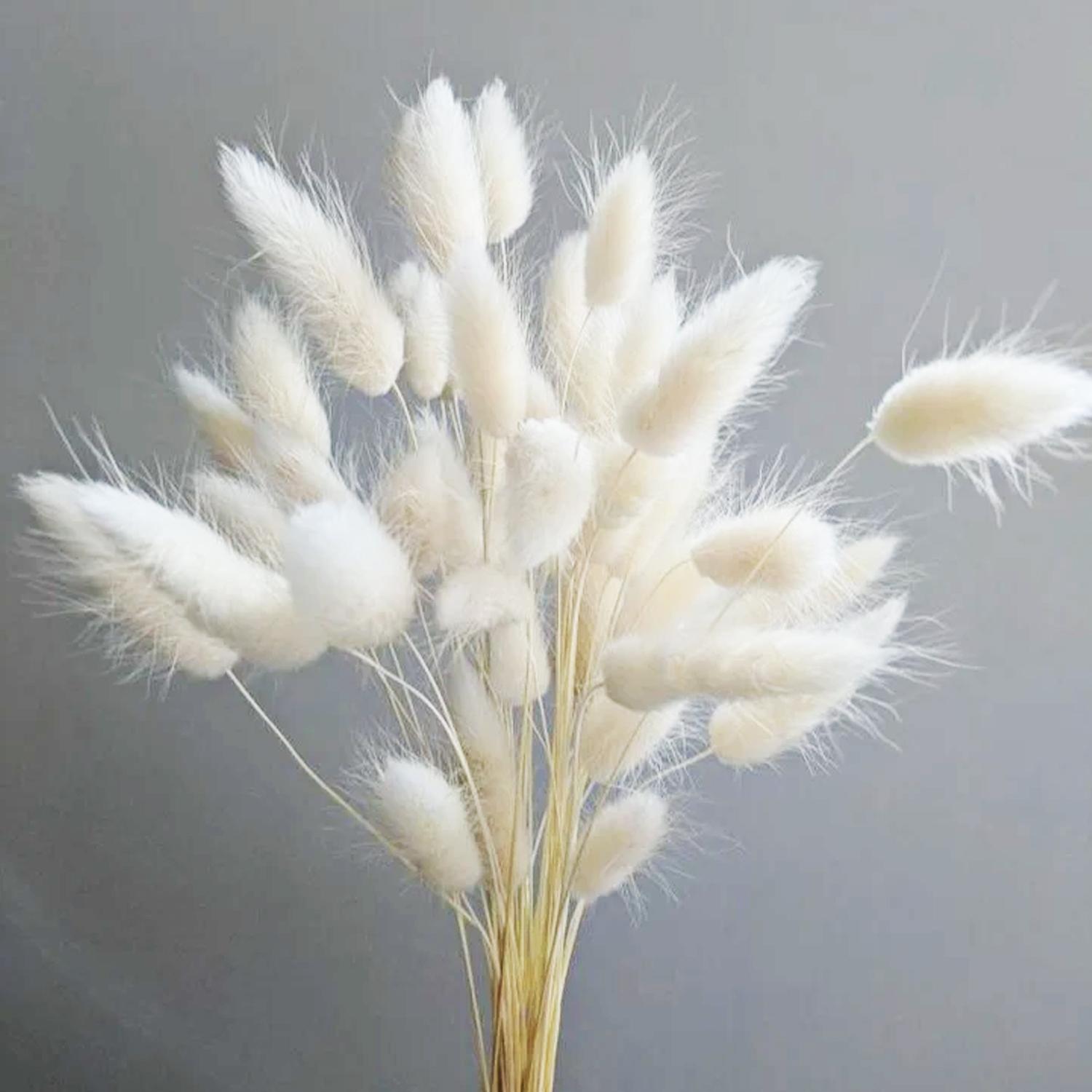5PC WHITE BUNNY TAIL GRASS