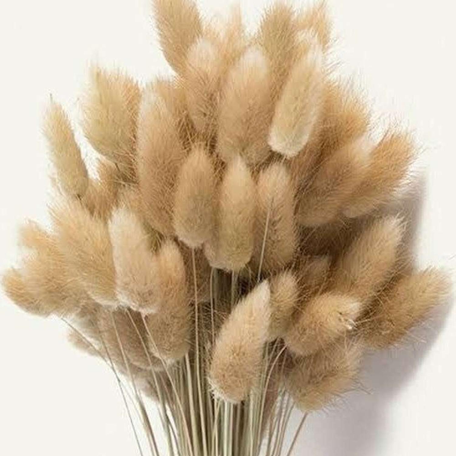 LIGHT BROWN LAGARUS BUNNY TAIL GRASS
