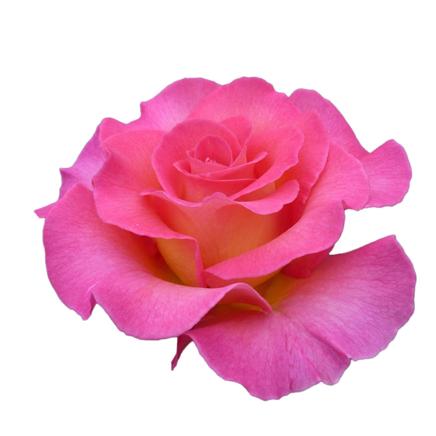 PARADISE LARGE ROSE FLOWER BABY PINK