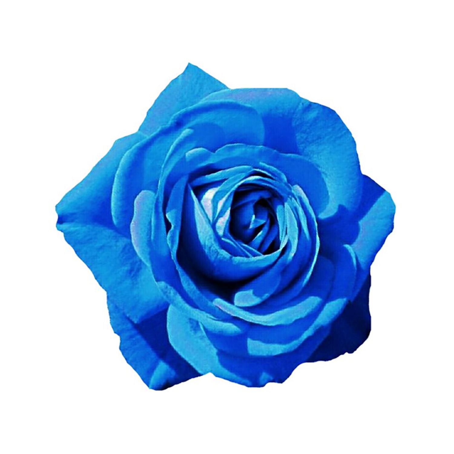 PARADISE LARGE ROSE FLOWER SKY BLUE