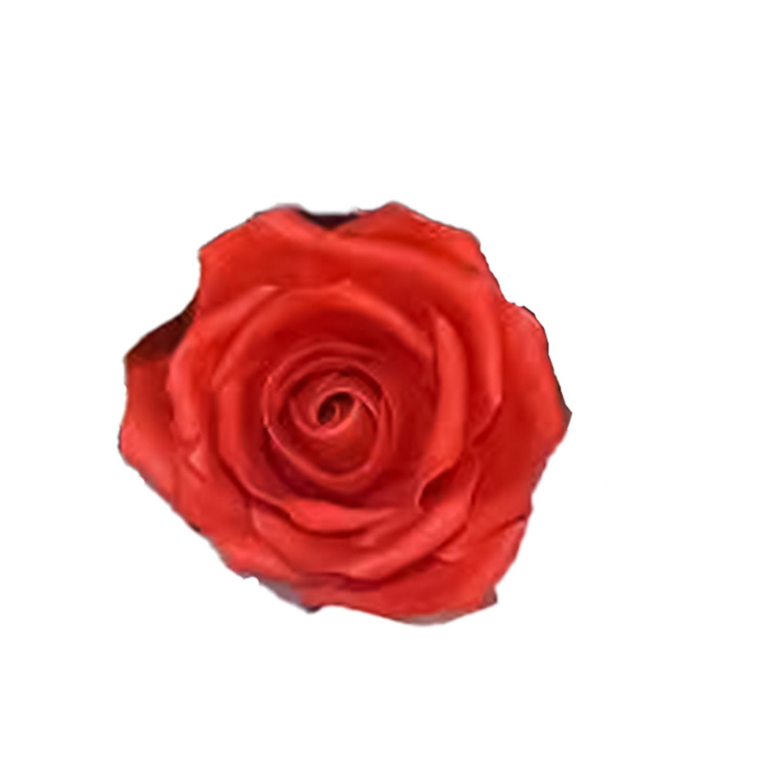 PURPLE SUGAR LARGE ROSE FLOWER RED