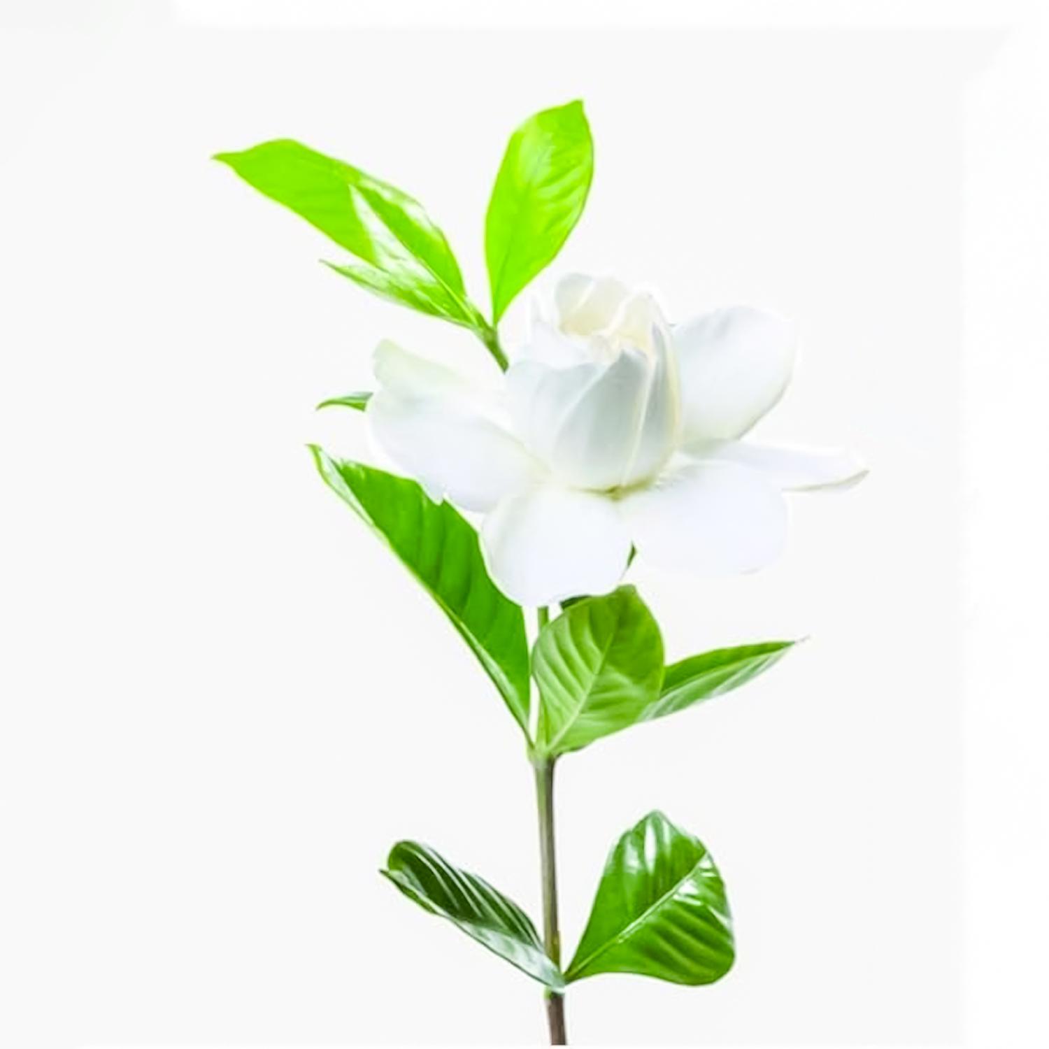 SVM0043 LARGE MELODY PETAL LEAF VEINER